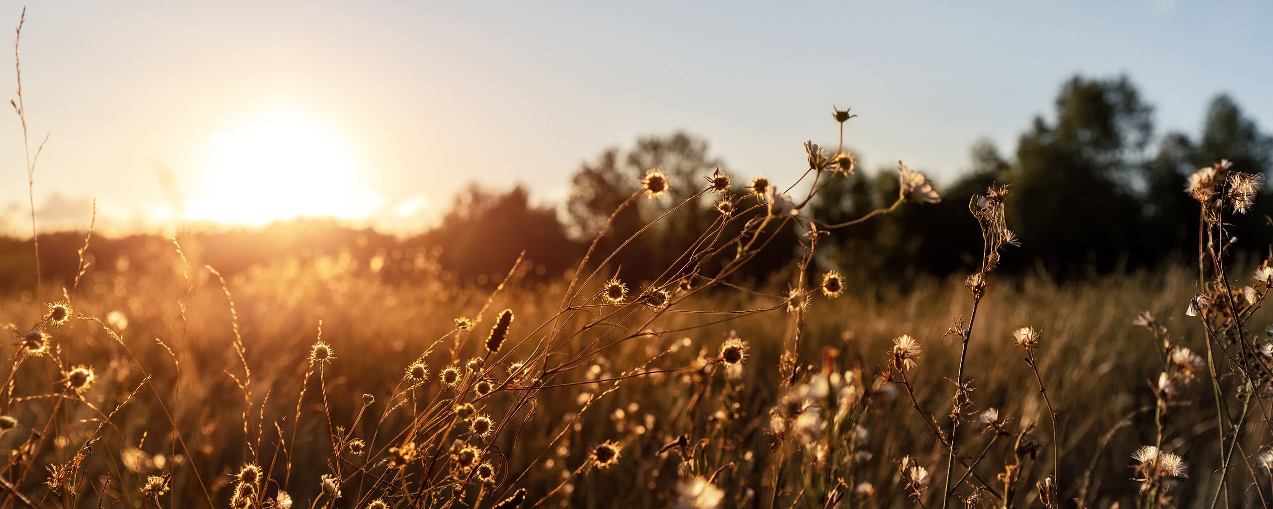 arm landscape of dry wildflower and grass meadow on warm golden hour sunset or sunrise time